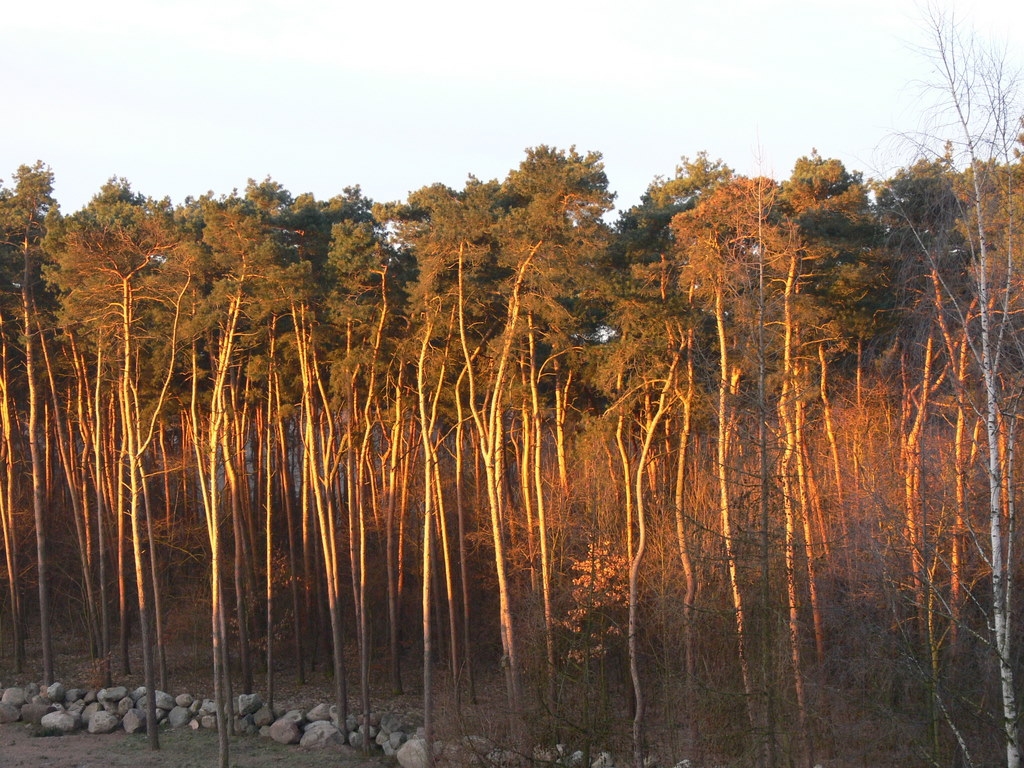 Licheń 2011